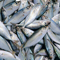 Mackerel at the fish market