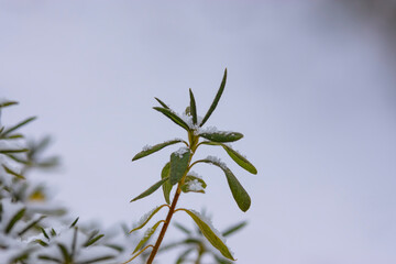 葉に降り積もる雪