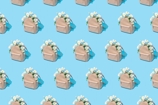 Modern pattern made of school bag full of white daisy flowers on pastel blue background. Back to school, trendy spring semester concept.