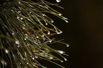 drops of rain on the needles of a pine branch