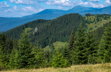 summer sunlight landscape with trees and mountains and rocks in the forest 