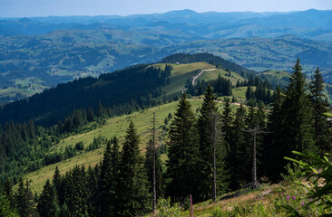 pine forest in the mountains in daylight with panoramic path view 