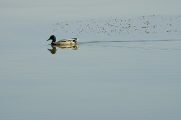 pato, lago, estanque, ave, agua, sol, laguna, rio