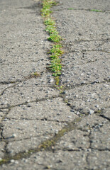 アスファルト　草