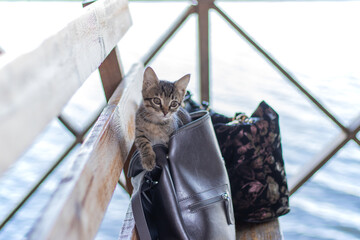 Little touching tabby kitten for first time on the lake.  
Advertisement backdrop cat products,...