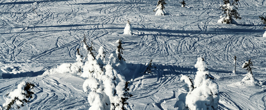 Panoramic view of off piste slopes with tracks from downhill skiers.