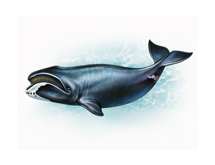 The bowhead whale (Balaena mysticetus)