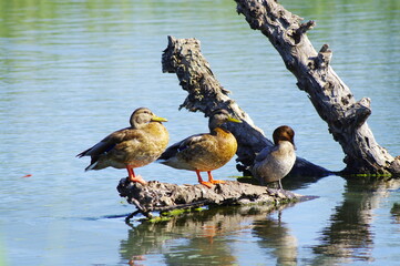pato, lago, estanque, ave, agua, sol, laguna, rio