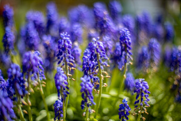 Blue flowering Grape Hyacinths muscari spring flowers. selective focus. close up