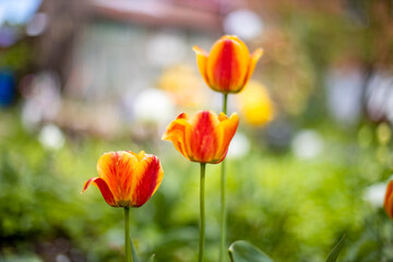 beautiful red tulips grow on a flower bed