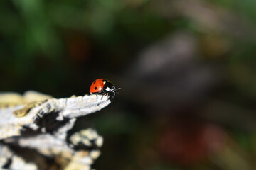 Marienkäfer, Siebenpunkt, Coccinella septempunctata, auf hellem Holz, dunkler Hintergrund