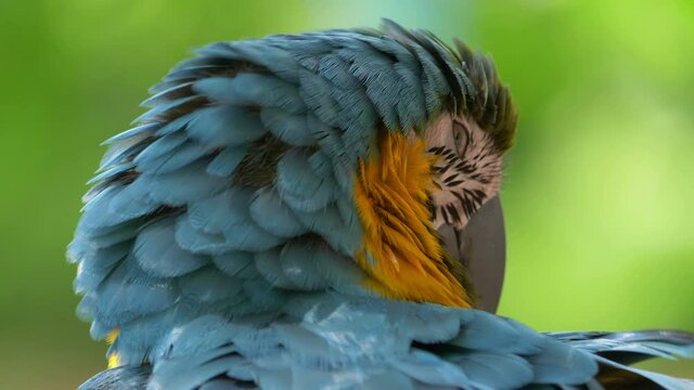 Close up of macaw blue and yellow parrot in 4K slow motion 60fps