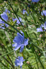 blue-lilac flowers chicory close-up , field plants, dark green foliage on the background