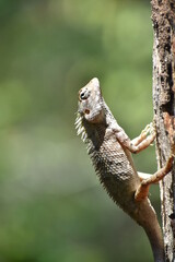 Oriental Garden lizard (Calotes versicolor) on wood