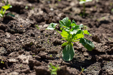 Zucchini seedling growing on a ridge. Squash sprout on garden bed. Gardening concept, springtime.