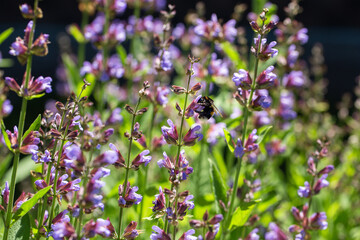 Sage in bloom, fluffy bumblebee on purple flowers. Beautiful  summer garden. Bright sunny natural background.