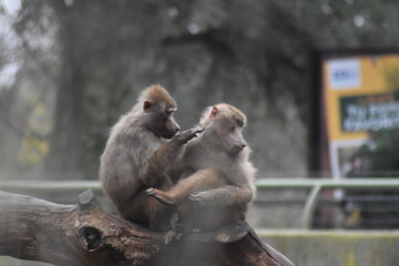 Papiones desparasitándose