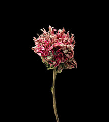 Aster. Dried dead flower isolated on black background. Sample of a flower in oriental style with pastel colors.
