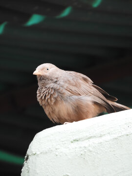 Portrait Of A Jungle Babbler