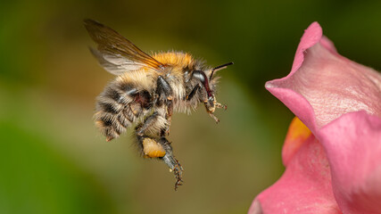 Flying Bumblebee