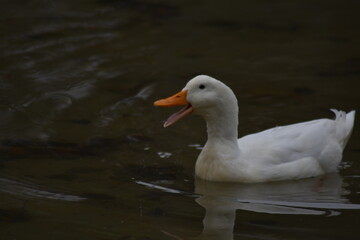 Pato de granja graznando