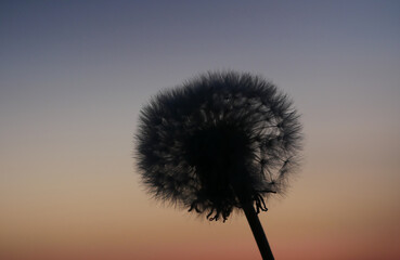 Silhouette of a dandelion in sunset