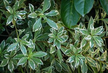 Variegated leaves of Pittosporum tenuifolium 'Variegata' in autumn Sochi park. Green with white leaves as natural background or texture