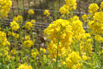 菜の花 鮮やか 黄色 可憐 花畑 美しい イエロー パステル 綺麗 公園