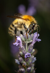 Bumblebee on Lavender