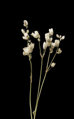 Dried dead bells flower isolated on black background. Sample of a flower in oriental style with pastel colors.
