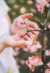 Woman's hands touching branch of pink flowers.