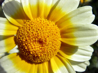 White-yellow chamomile. Macro photography. Sunny flower.