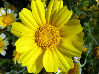 Yellow chamomile. Macro photography. Sunny flower. Floral background.