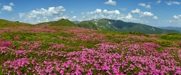 Obraz premium Blossoming slopes (rhododendron flowers ) of Carpathian mountains.