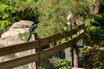 Vogel © Michael