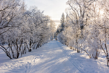 Alley in Catherine park in winter, Tsarskoe Selo (Pushkin), St. Petersburg, Russia