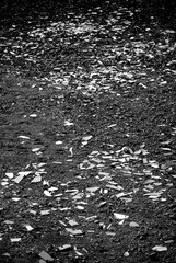 Broken glass pieces on the ground in black and white.