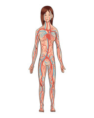 Circulatory system. illustration of woman blood vessel diagram. Human arterial and venous circulatory system. Medical infographics for poster, educational, science and medical use