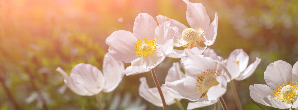 Banner white anemone flower in the sun.