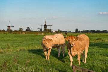 Landscape, cows, with dutch windmill,the river and sky at Kinderdijk in the Netherlands