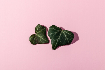 Fototapeta na wymiar Leaves in shape of a heart on pink background. Natural green leaf.