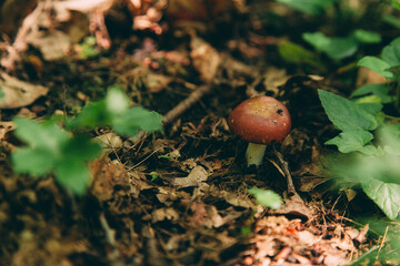 Wild mushroom in the forest, natural food, summer harvest. Wallpaper, natural background, beautiful photo with soft focus and tinting.