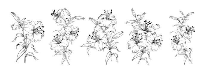 Set of differents lily on white background.