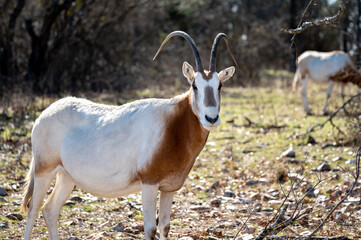 Oryx feeding