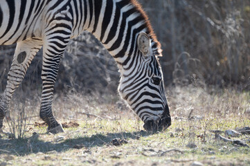 zebra eating grass