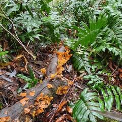 Obraz premium autumn leaves in the forest