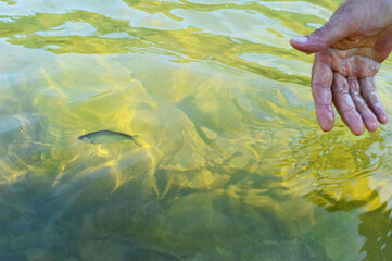 Fish in man's hand, saving nature, fish on the background of the river in soft green background. Catching fish in fresh water. Save planet