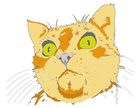 Chat tricolore