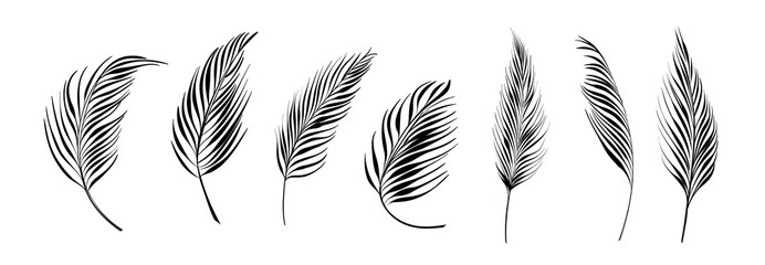 Set of differents palm branch on white background.