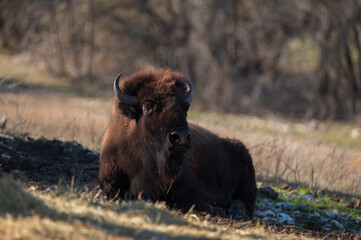 american bison in the field